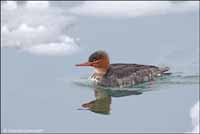 RobertMcCaw.com