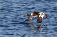 RobertMcCaw.com
