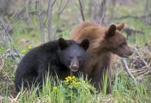 Animals Gallery