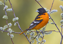 Birds Birds Gallery