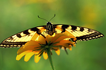 Butterflies Gallery