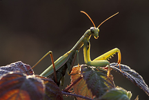 Insects Insects Gallery