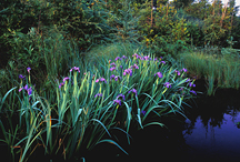 Wildflowers Gallery