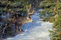 RobertMcCaw.com