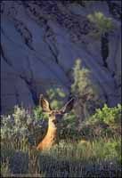 RobertMcCaw.com