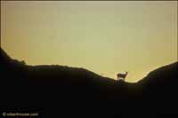 RobertMcCaw.com