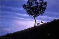RobertMcCaw.com