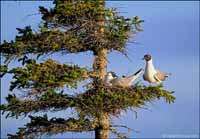 RobertMcCaw.com
