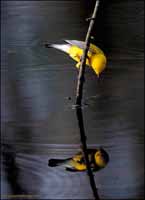 RobertMcCaw.com