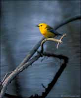 RobertMcCaw.com