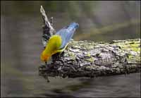 RobertMcCaw.com