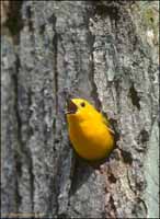 RobertMcCaw.com