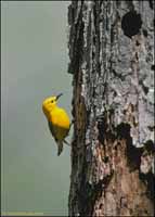 RobertMcCaw.com