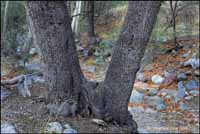 RobertMcCaw.com