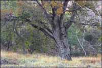 RobertMcCaw.com