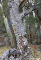 RobertMcCaw.com