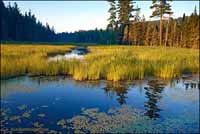 RobertMcCaw.com