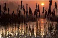RobertMcCaw.com