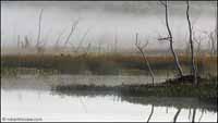 RobertMcCaw.com