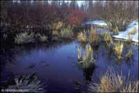 RobertMcCaw.com