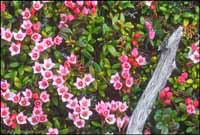 RobertMcCaw.com