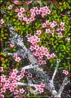 RobertMcCaw.com
