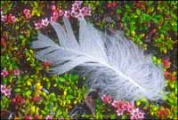 RobertMcCaw.com