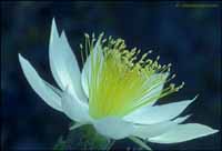 RobertMcCaw.com