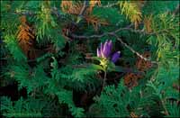 RobertMcCaw.com