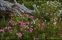 RobertMcCaw.com
