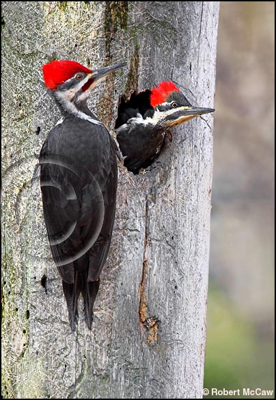 Pileated Woodpeckers